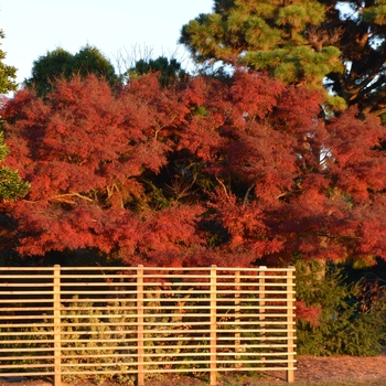 Acer palmatum var. dissectum 'Seiryu' - Green Dragon Japanese Maple