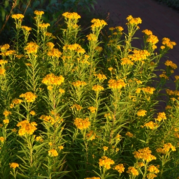 Tagetes lucida - Rootbeer Plant, Sweet-Scented Marigold