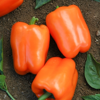Capsicum annuum 'Orange Blaze' - Pepper, Sweet Bell
