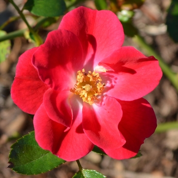 Rosa 'Crimson Meidiland' - Crimson Meidiland Rose