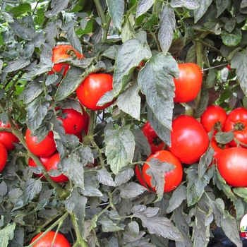 Lycopersicon esculentum 'Mountain Merit' - Tomato