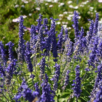 Salvia farinacea - 'Cathedral™ Deep Blue'