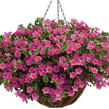 Calibrachoa Hanging Basket - Superbells® Pink
