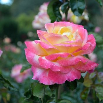 Rosa 'Love and Peace' - Love and Peace Rose