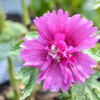Alcea rosea 'Queeny Purple' - Hollyhock