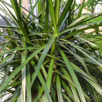 Dracaena marginata - 'Rainbow' Dragon Tree