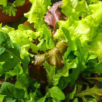 Lactuca sativa 'City Garden Lettuce Mix' - Lettuce