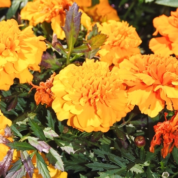 Tagetes erecta 'Inca II Orange' - Marigold