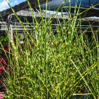 Miscanthus sinensis 'Strictus' - Porcupine Grass