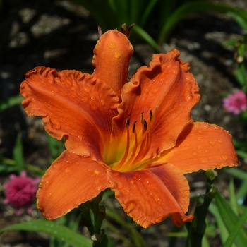 Hemerocallis 'Alabama Jubilee' - Daylily