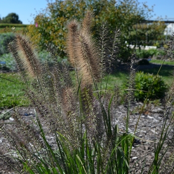 Pennisetum alopecuroides 'Ginger Love' - Fountain Grass