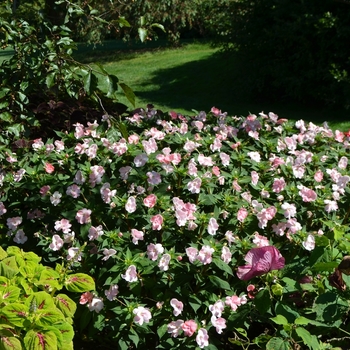 Impatiens - SunPatiens® Blush Pink