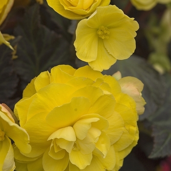 Begonia tuberosa 'Nonstop® Mocca Yellow' - Begonia, Nonstop®