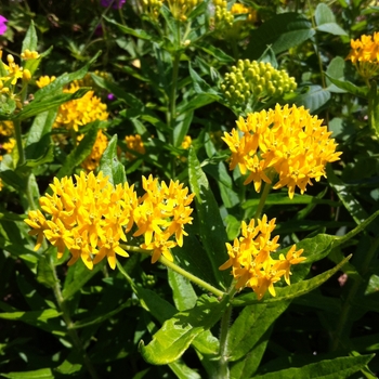 Asclepias tuberosa 'Hello Yellow' - Butterfly Weed