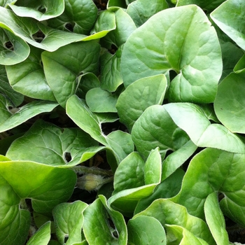 Asarum canadense - Wild Ginger