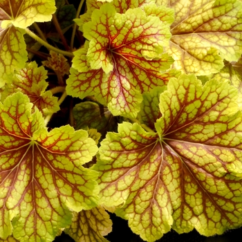 Heuchera 'Red Lightning' - Coral Bells