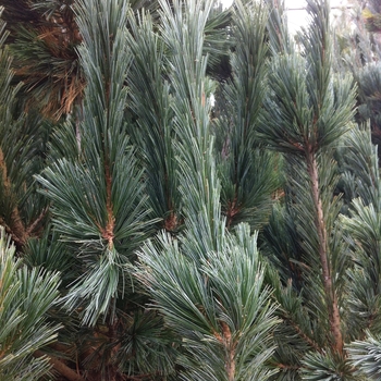 Pinus flexilis 'Vanderwolf's Pyramid' (Limber Pine) - Vanderwolf's Pyramid Limber Pine