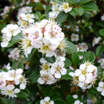 Cotoneaster dammeri - 'Coral Beauty'