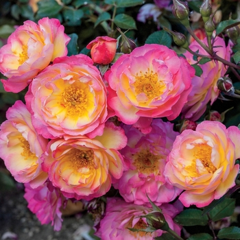 Rosa 'Rainbow Happy Trails' - Ground Cover Rose