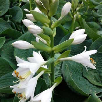 Hosta 'Bressingham Blue' - Plantain Lily