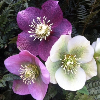 Helleborus orientalis 'Royal Heritage™' - Lenten Rose