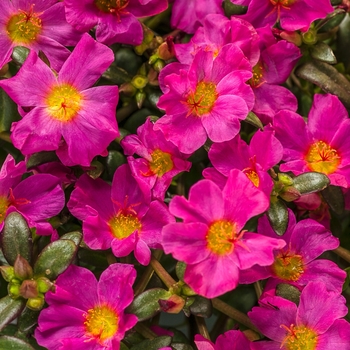 Portulaca umbraticola (Purslane) - Mojave® Fuchsia