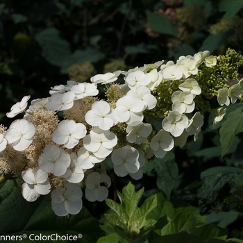 Hydrangea quercifolia - 'Gatsby Pink®' Oakleaf hydrangea