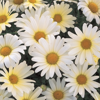 Argyranthemum frutescens 'Vanilla Butterfly®' - Marguerite Daisy