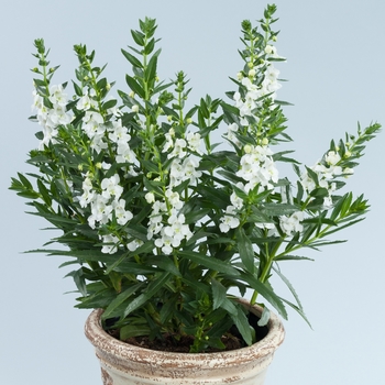 Angelonia angustifolia 'Alonia™ Big Snow' - Angelonia (Summer Snapdragon)