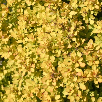 Berberis thunbergii - 'Sunjoy Mini Saffron®' Barberry