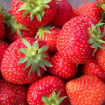 Fragaria x ananassa 'Honeoye' - Strawberry