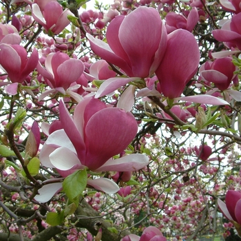 Magnolia x soulangeana 'Rustica Rubra' (Saucer Magnolia) - Rustica Rubra Saucer Magnolia