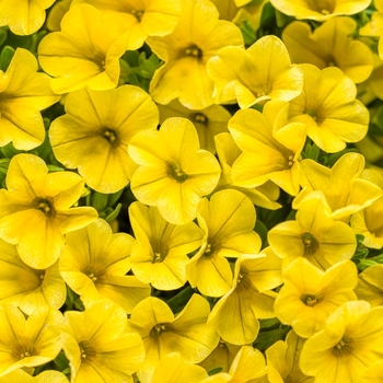 Calibrachoa 'Yellow' US PPAD and Can. PBRAF (Calibrachoa) - Superbells® Yellow