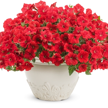 Petunia hybrid 'Really Red' - Supertunia® 