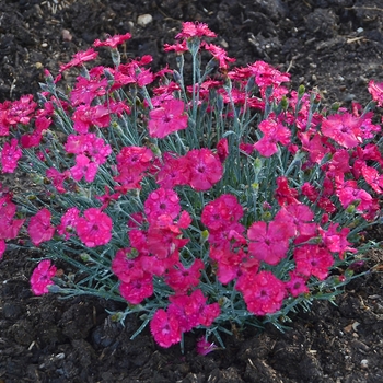 Dianthus hybrid 'Pinks' - 'Paint the Town Magenta' 
