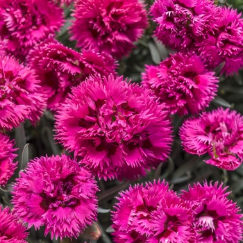 Dianthus hybrid ''Spiked Punch'' - Fruit Punch® 