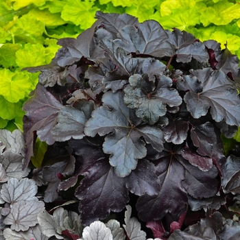 Heuchera (Coral Bells) - Primo® 'Black Pearl'