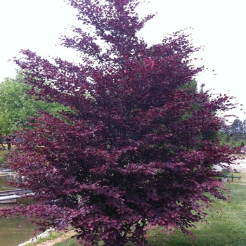 Fagus sylvatica - 'Roseomarginata' Tricolor Beech