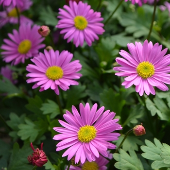 Brachyscome (Swan River Daisy) - Fresco™ 'Candy'