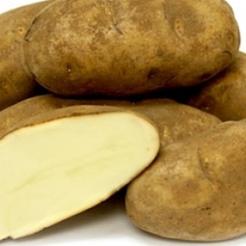 Solanum tuberosum 'Yukon Gold' - Potato