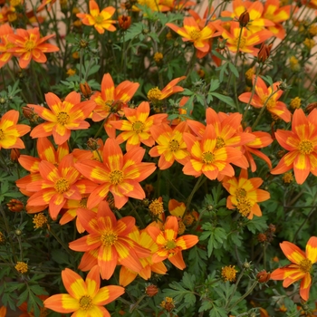 Bidens - Beezar Funny Honey