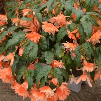 Begonia hybrid - Belleconia™ Soft Orange