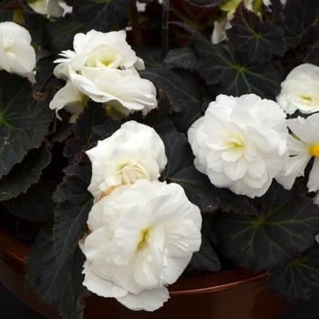 Begonia x tuberhybrida 'Mocca White' - Nonstop® Tuberous Begonia