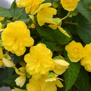 Begonia Nonstop® 'Joy Yellow' - Begonia