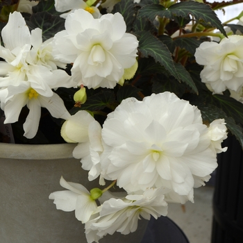 Begonia x tuberhybrida - Nonstop® Joy Mocca White