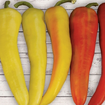 Capsicum annum 'Anaheim Chili Pepper' - Pepper, Hot