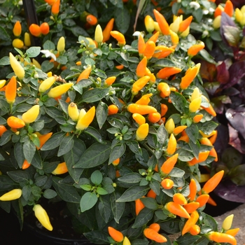 Capsicum annuum 'Sedona Sun' - Ornamental Pepper