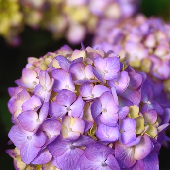Hydrangea macrophylla 'PIIHM-II’ - Hydrangea BloomStruck® Endless Summer