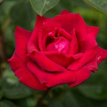 Rosa 'BAImir' - Kashmir Rose 