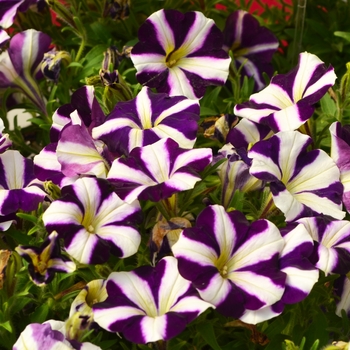 Petunia - Amore™ 'Purple'